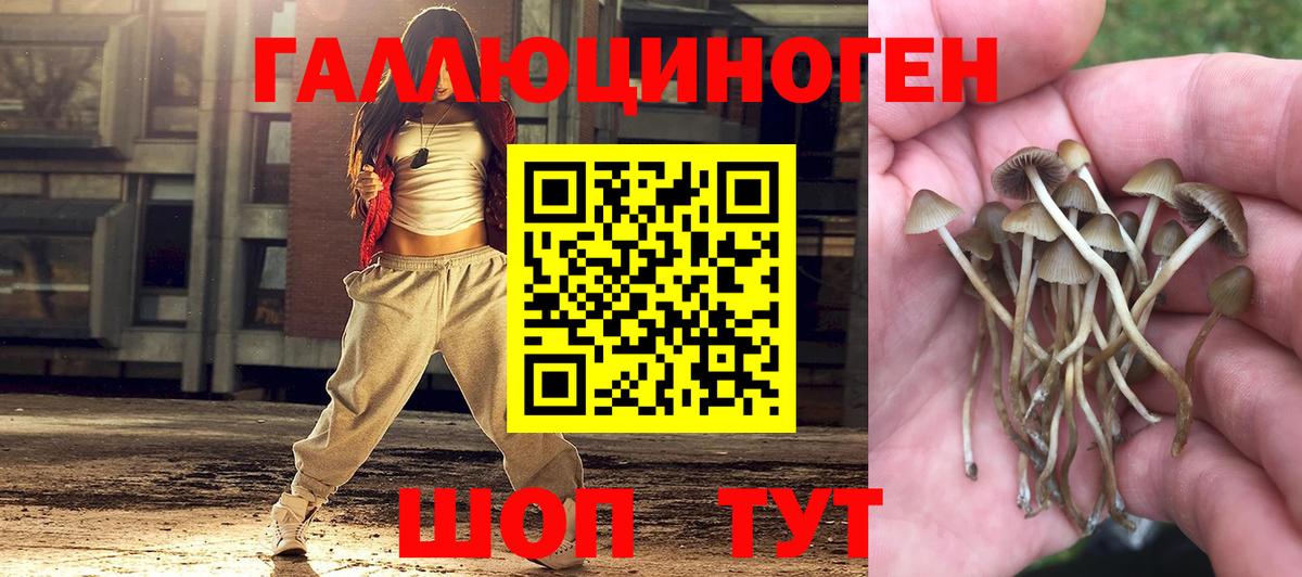 Сальск  Псилоцибиновые грибы Psilocybe  Вход с VPN 