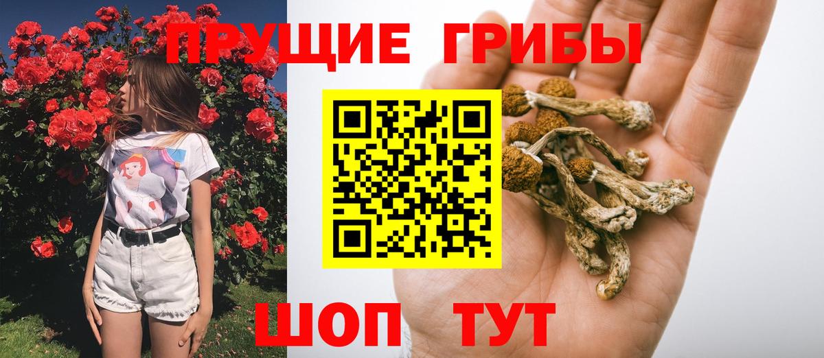 Галлюциногенные грибы Cubensis Сальск